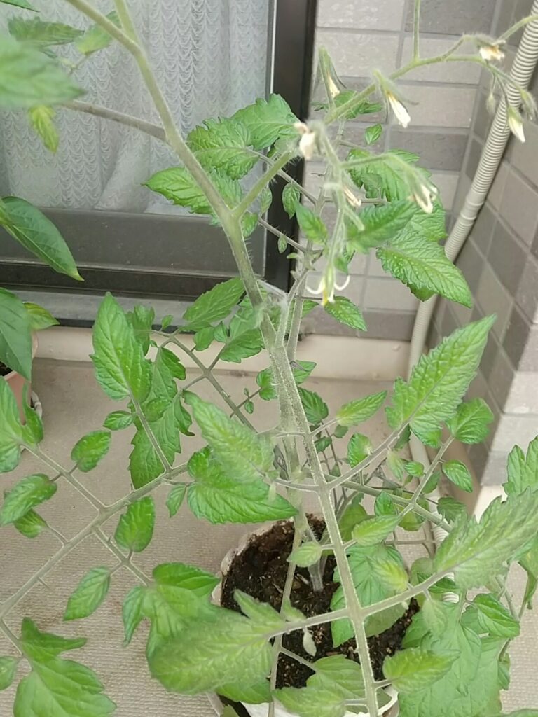 ミニトマト