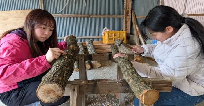 シイタケの駒うちをする学生たち